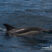 Common dolphins taking over the coast!