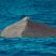 The Sister Sledge – We are Family ! it’s the tune Sperm whales are singing