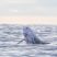 Affectionate goodbyes on the ocean