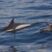 Big swell and common dolphins