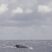 Full package: whales and dolphins …and shower during both trips today!