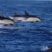 Common Dolphin Fun Fact: Gone in the Mediterranean sea?