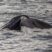 Whales everywhere!!!