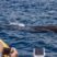 Spyhopping and jumping Spermwhales