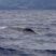 Are we seeing the same Fin whales all week?