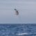 Jumping Flipper!