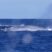 and today… first blue whale of the season!!