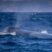 The 2 largest Whales!