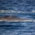 Jumping Risso’s dolphin on a flat sea!
