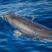 Fun day with Sperm Whales and Spotted Dolphins!