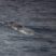 Fin Whales