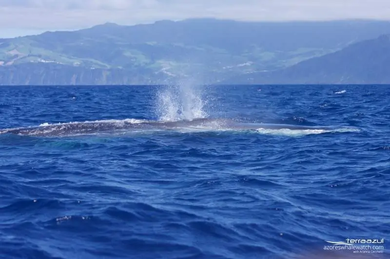Balaenoptera physalus