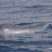 Big Fin Whale!