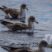 Cory’s Shearwater Fun Fact
