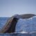 Sperm whale hide and seek (including underwater sound!)