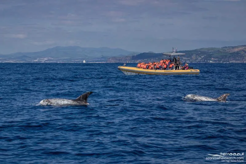 Risso's dolphin with Terra Azul I