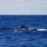 After a break sperm whales are back! :D