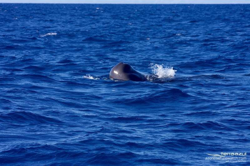 Sperm whale speed