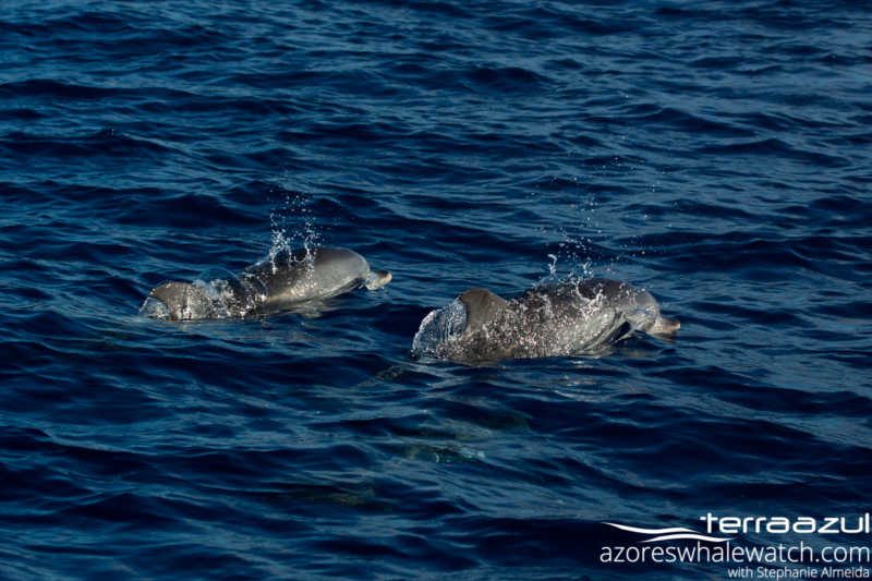 Spotted Dolphins/Stenella frontalis