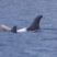 Fantastic Dolphins!
