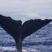 Sperm whales, swimming with dolphins and wturtles!