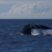 First Sperm Whales of the Year!