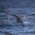 Sperm whales continue to jump!