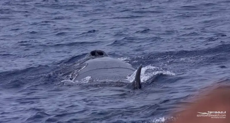 (Balaenoptera borealis)