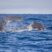 Jumping sperm whale 11 miles out :)