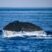Sperm whales are awesome !!!
