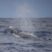Sei whale! What a surprise!
