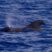 When it’s just too easy…Sperm whale baby, pilot whales and common dolphins