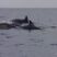 Common Dolphins Having Fun!