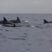 Common Dolphins everywhere around