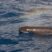 Flying Risso’s dolphins and muuch mooore!