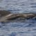 Tales about whales