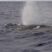 Sei whale on the way !