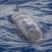 The false killer whales are back!