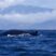 First baleen whale of the month :D