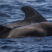 A day with commons and pilot whales