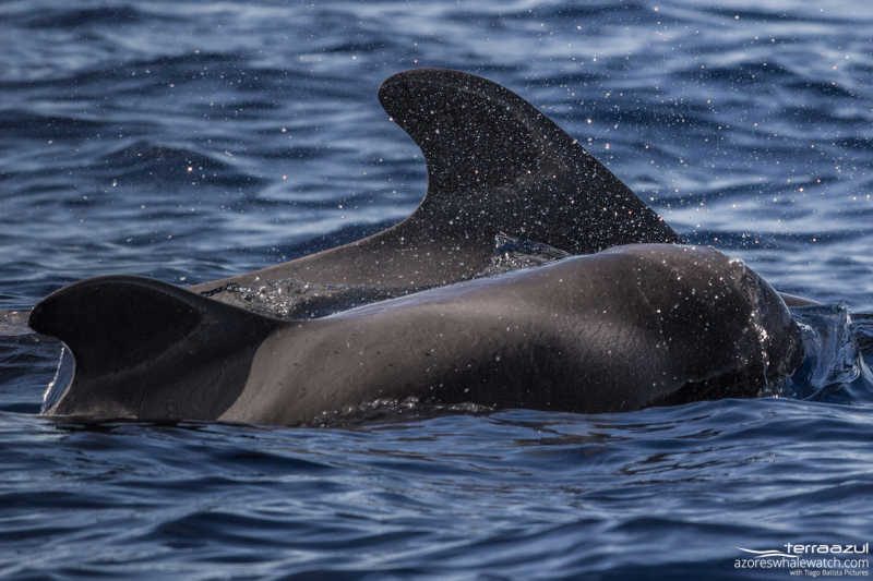 Short-finned Pilot Whales/ Globicephala macrorhynchus