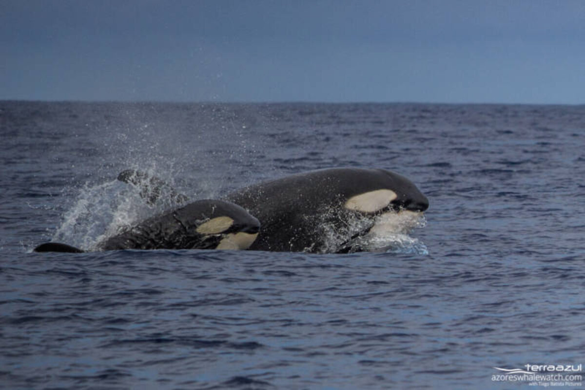 Orca Fun Fact | Azores Whale Watching TERRA AZUL™ | #1 Rated Whale