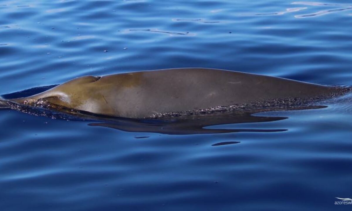 Strap-toothed whale - Wikipedia, image size:1200x720