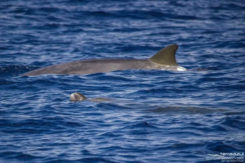 Blainville's beaked whale / Mesoplodon densirostris