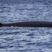 Our friend sei whale is still around :)