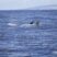 Back to the Ocean … !