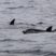Flipper & Co.