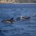 Playful dolphins