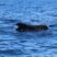 Pilot whales and Risso’s