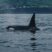 Big Day with Orcas!